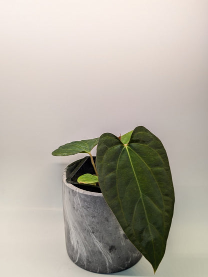 Anthurium (Besseae "Spider" x BVEP) x (FSRL x FS S1) - Botanical Rarities