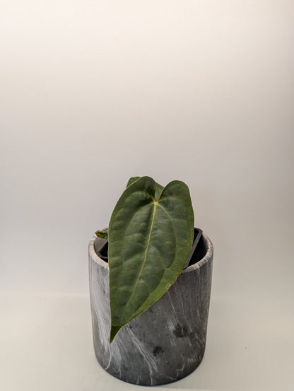 Anthurium (Besseae "Spider" x BVEP) x (FSRL x FS S1) - Botanical Rarities