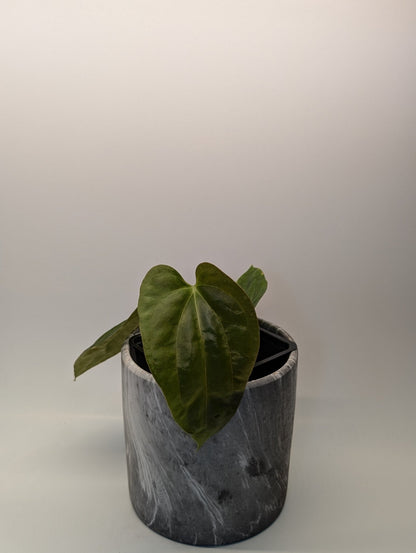 Anthurium (Besseae "Spider" x BVEP) x (FSRL x FS S1) - Botanical Rarities