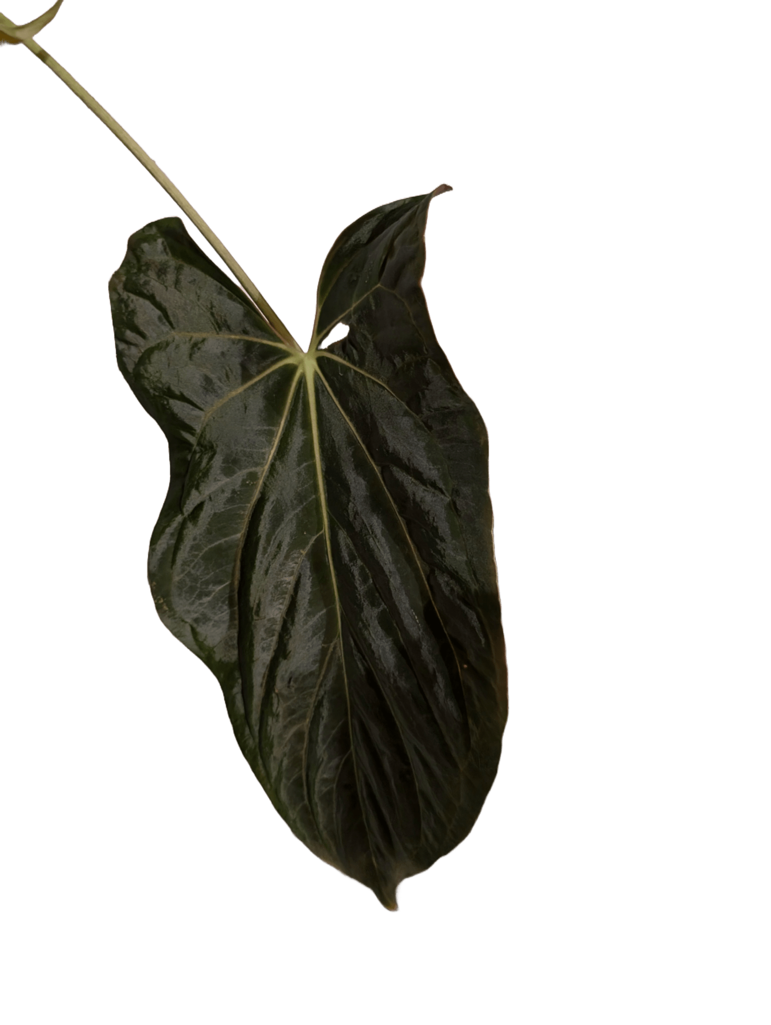 Anthurium (Besseae "Spider" x BVEP) x (FSRL x FS S1) - Botanical Rarities