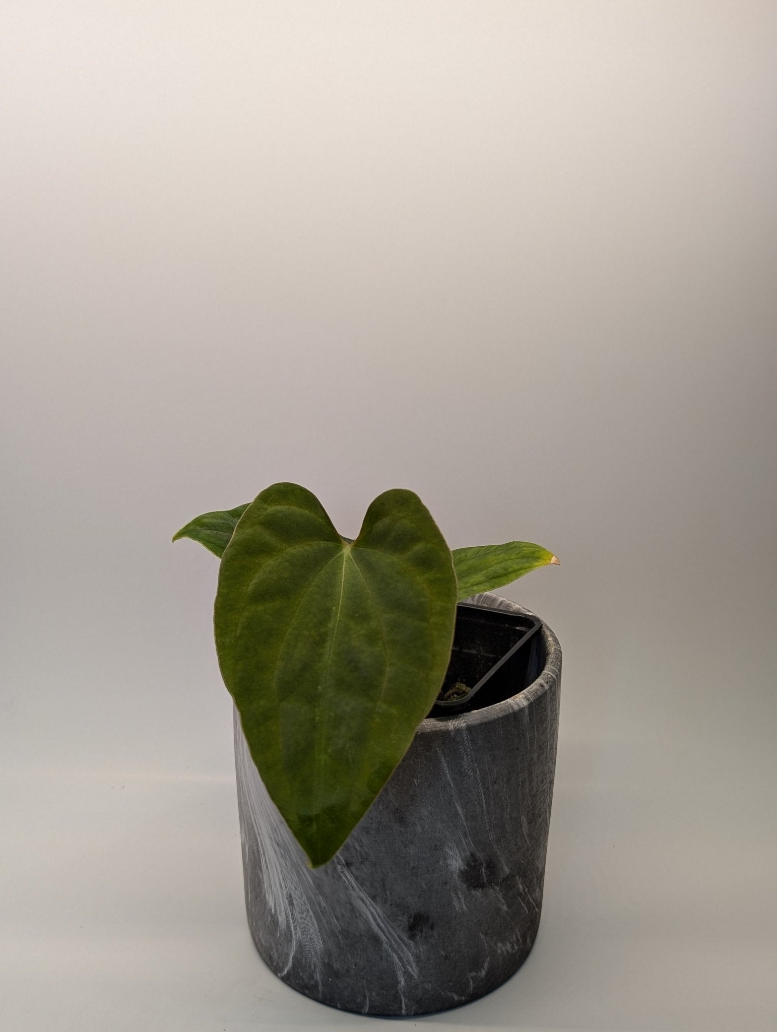 Anthurium (Besseae "Spider" x BVEP) x (FSRL x FS S1) - Botanical Rarities