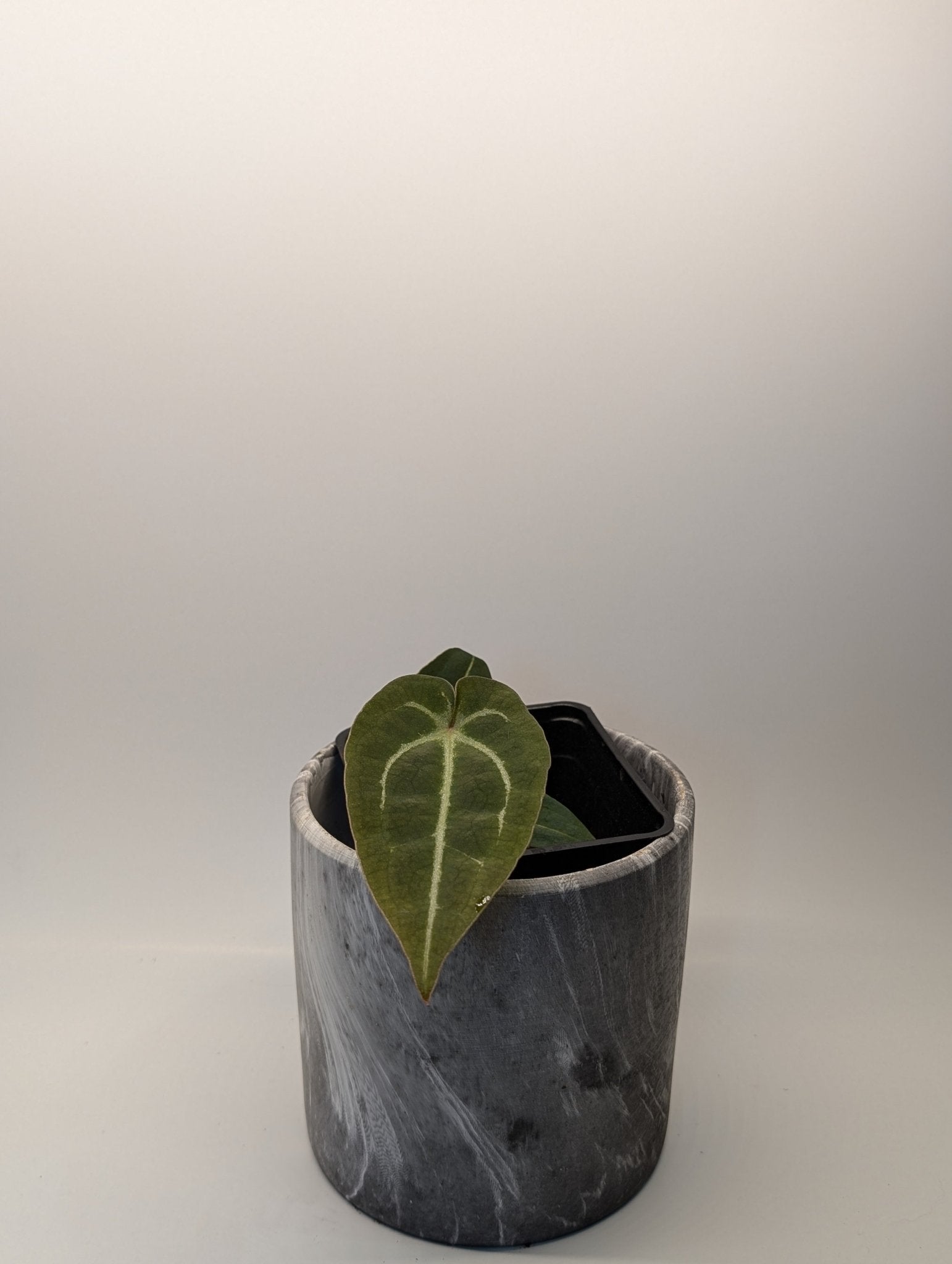 Anthurium (Besseae x Magnificum) x Forgetii - Botanical Rarities