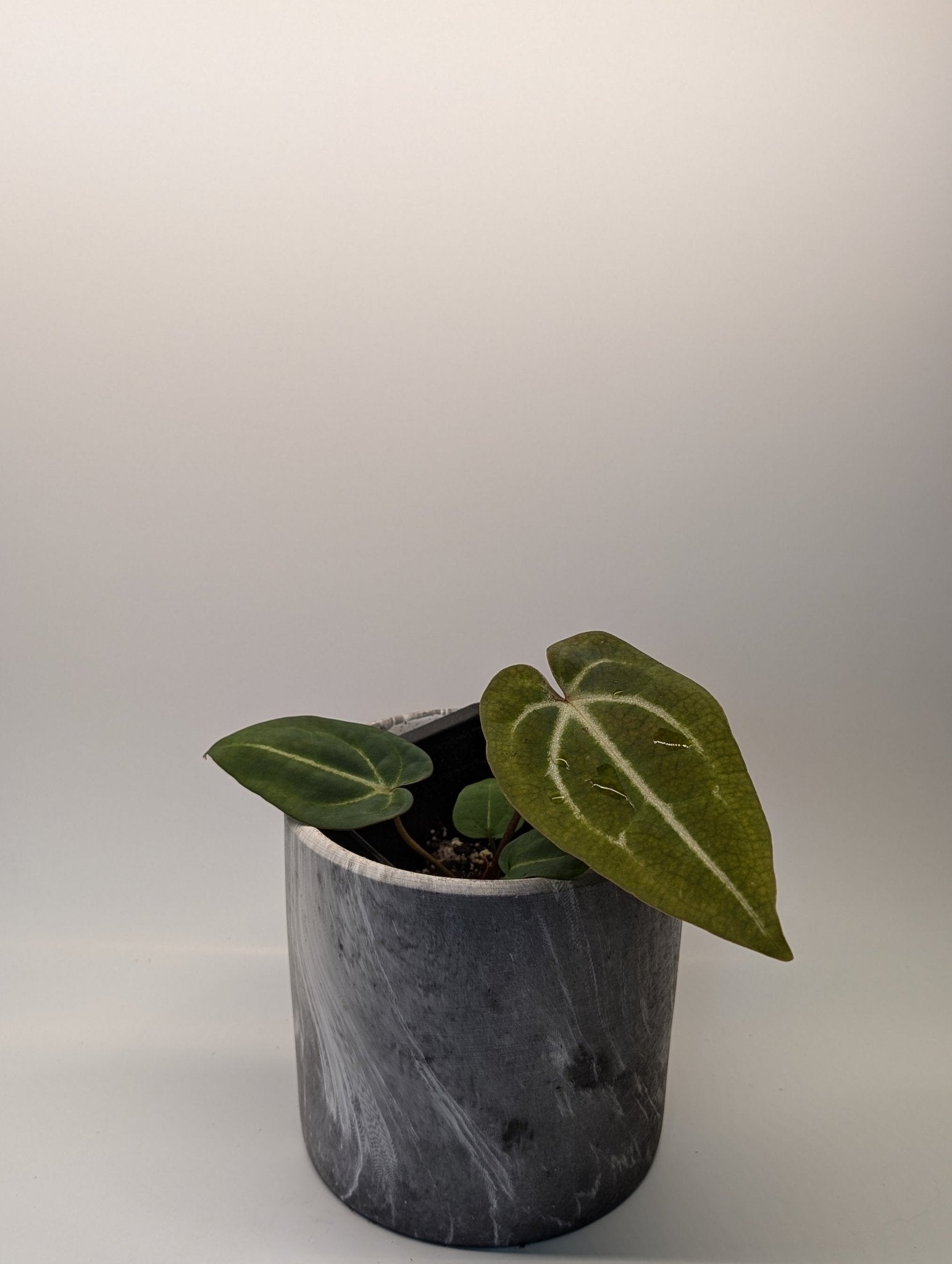 Anthurium (Besseae x Magnificum) x Forgetii - Botanical Rarities