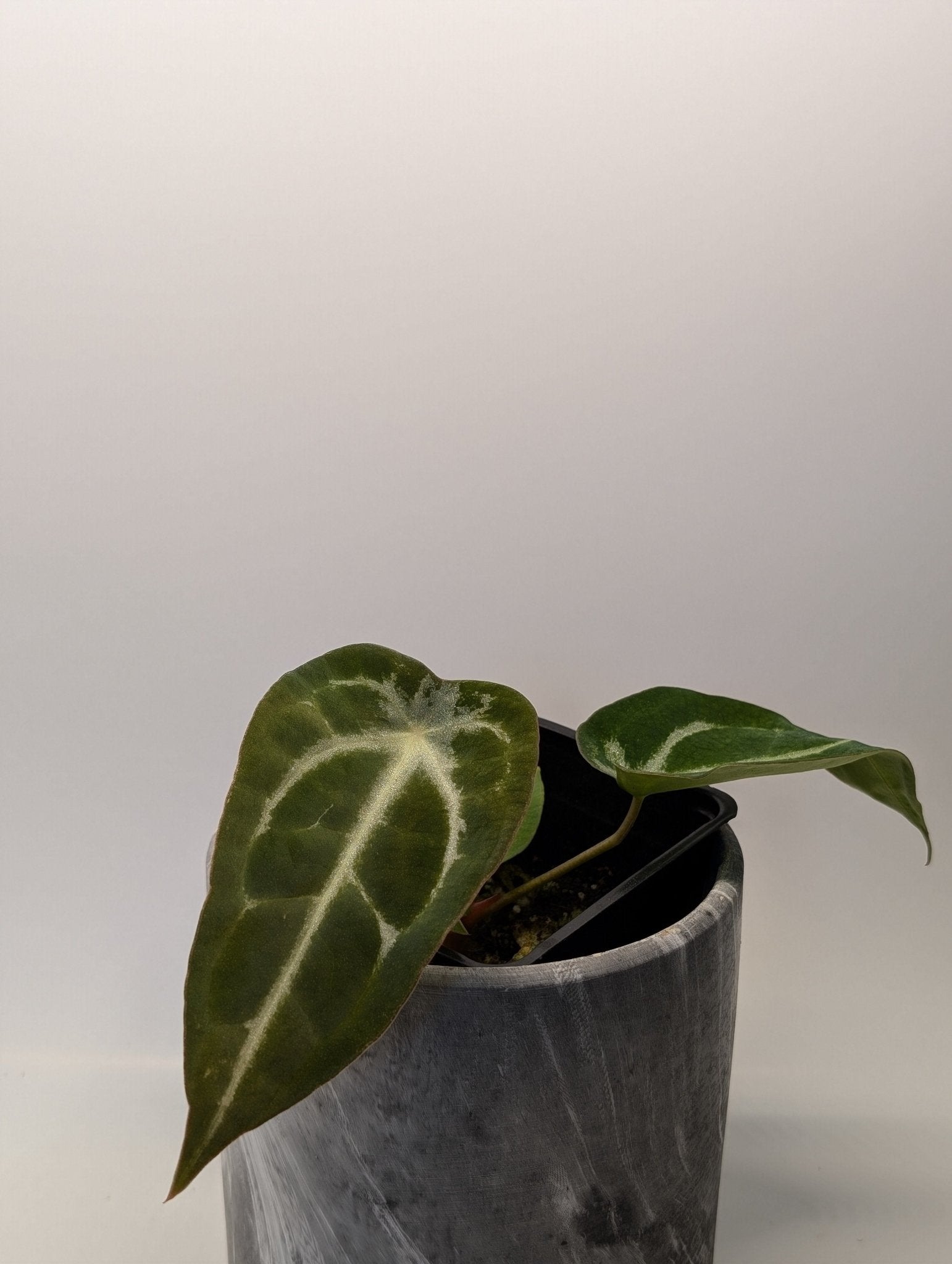 anthurium magnificum x besseae aff Anthurium (Bess affx Mag) x Forgetii