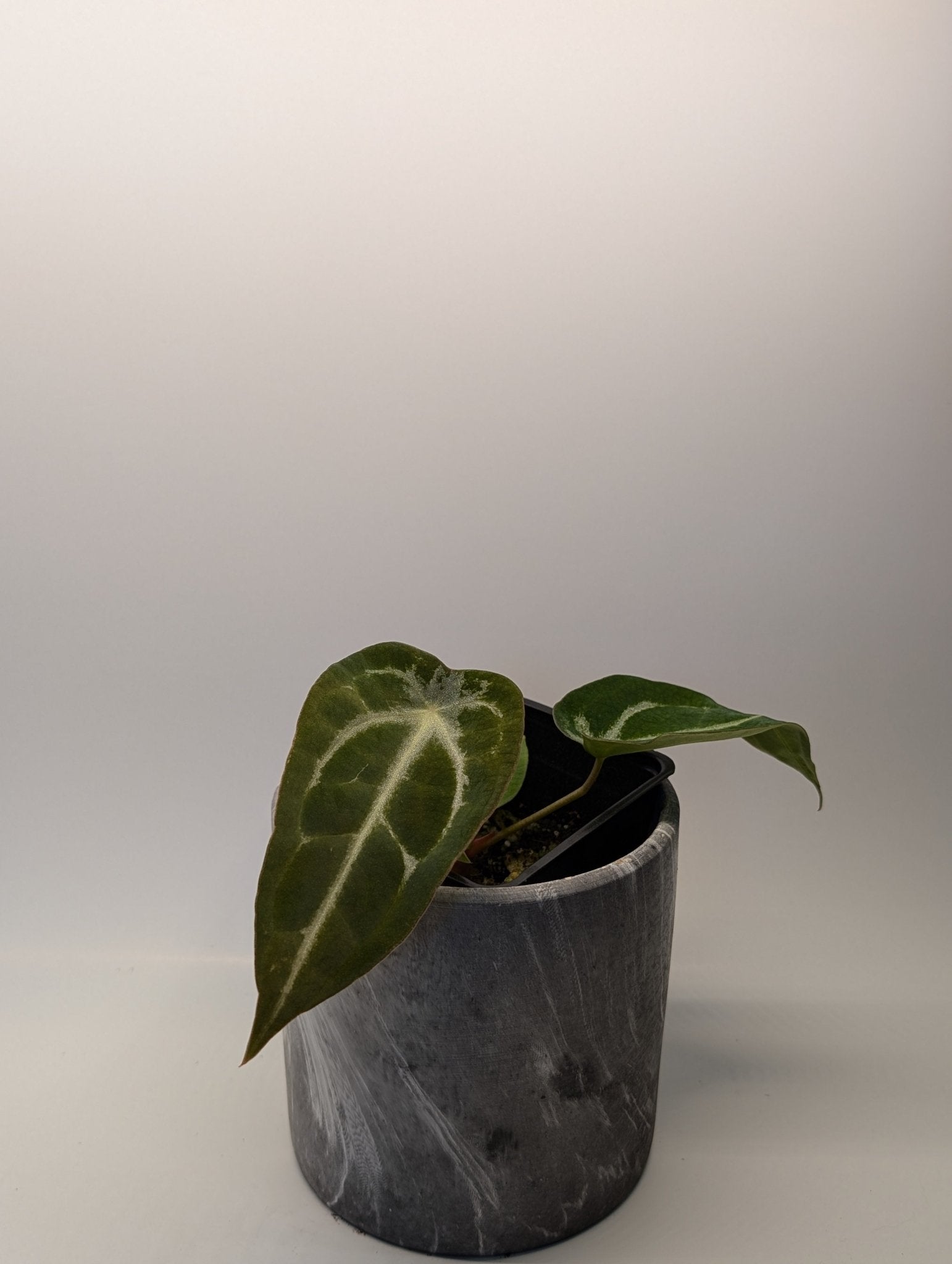anthurium magnificum x forgetii Anthurium (Bess affx Mag) x Forgetii