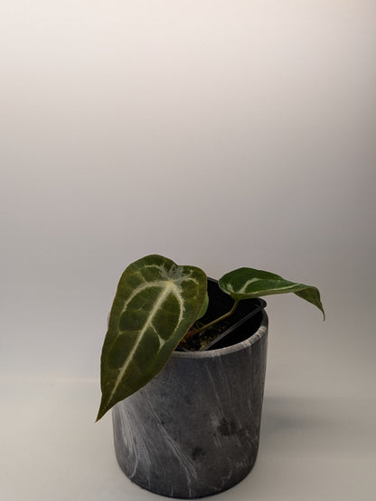 Anthurium (Besseae x Magnificum) x Forgetii - Botanical Rarities