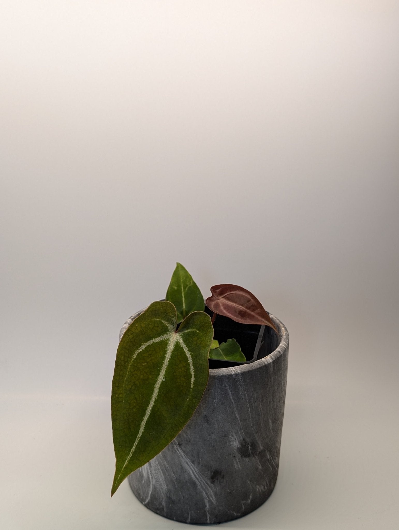 Anthurium (Besseae x Magnificum) x Forgetii - Botanical Rarities