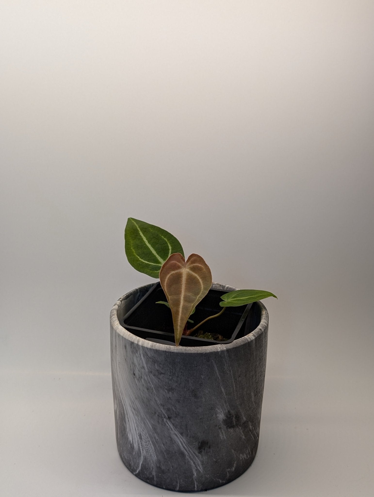 Anthurium (Besseae x Magnificum) x Forgetii - Botanical Rarities