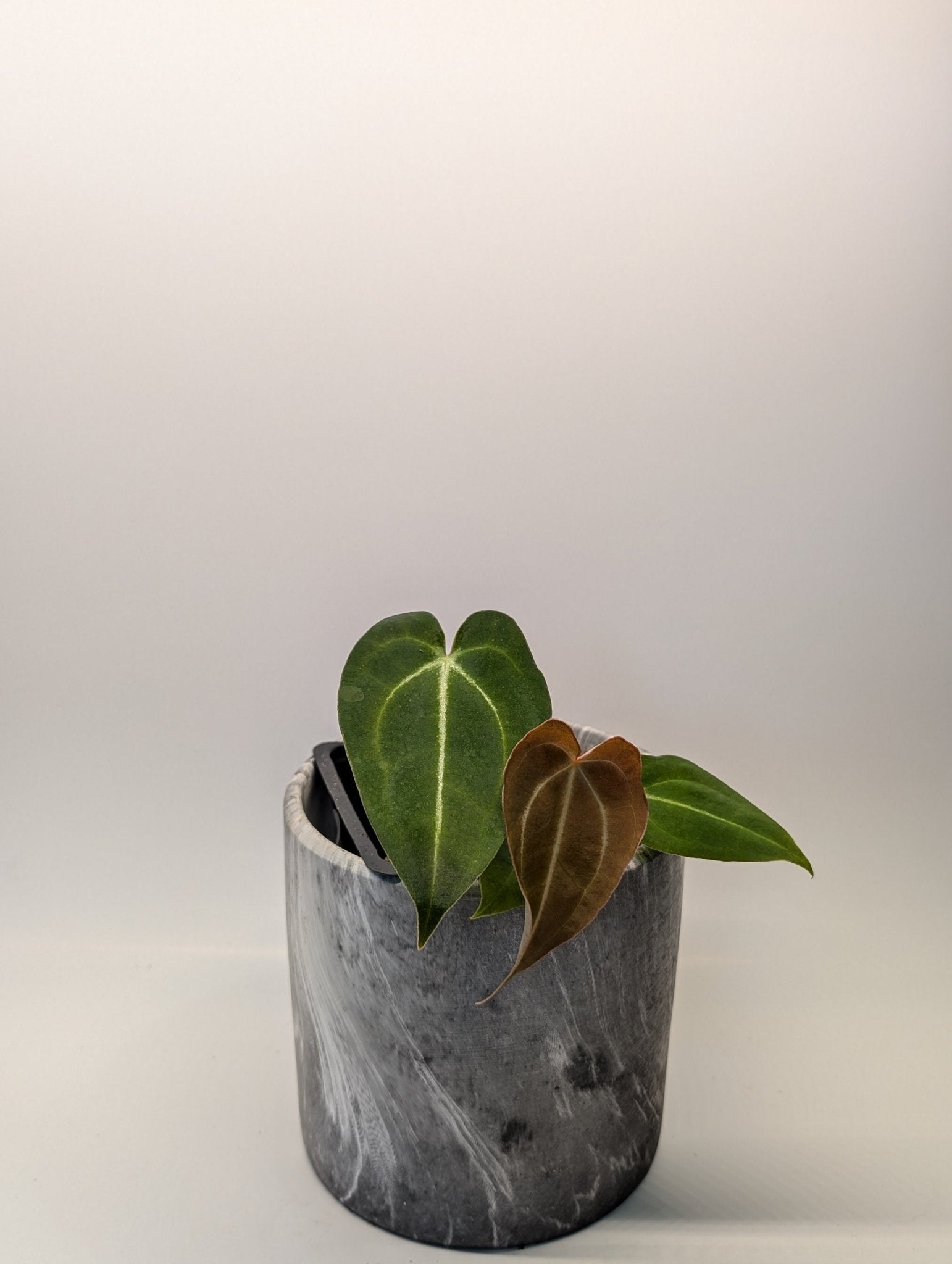 Anthurium (Besseae x Magnificum) x Forgetii - Botanical Rarities