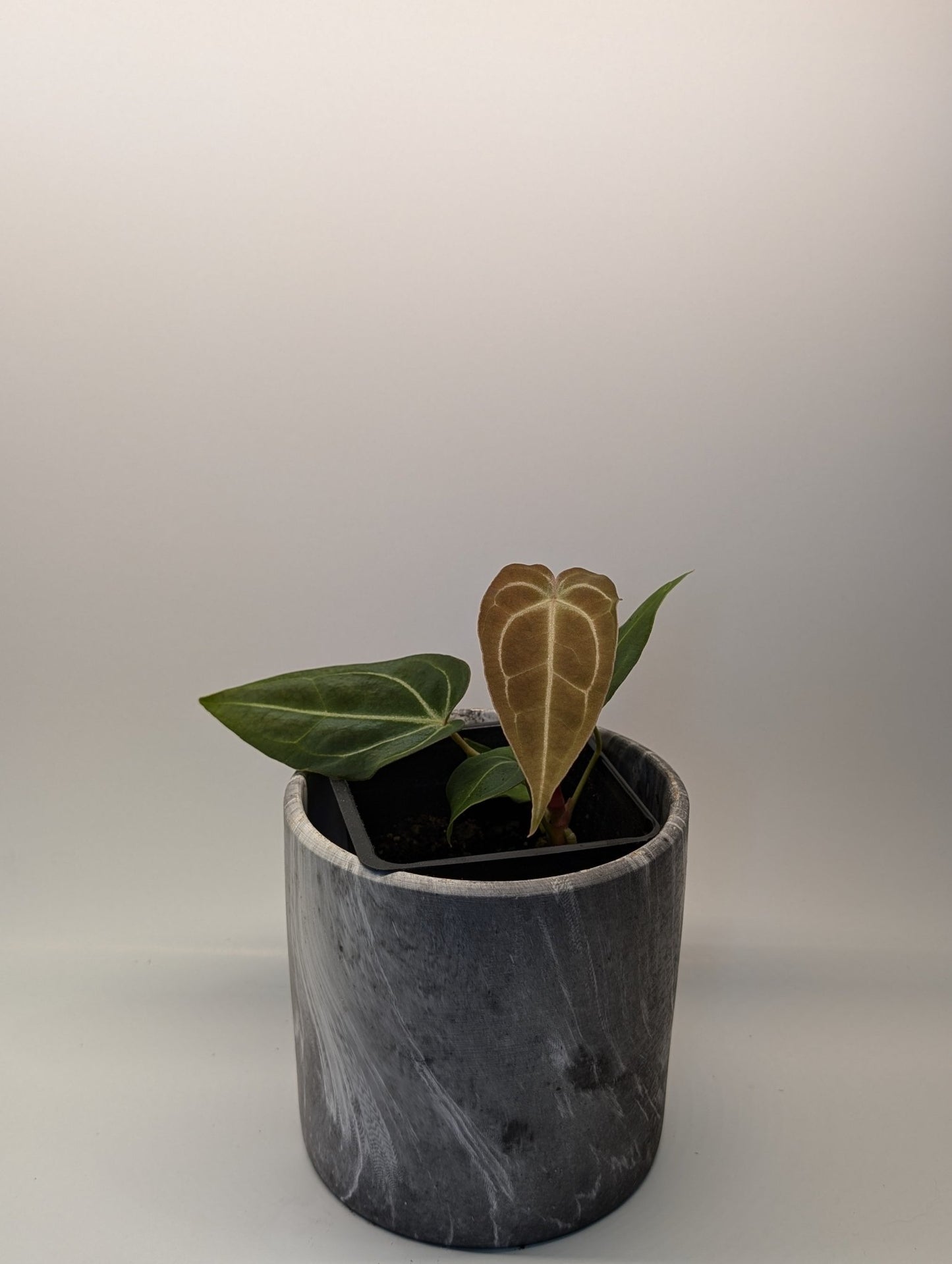 Anthurium (Besseae x Magnificum) x Forgetii - Botanical Rarities