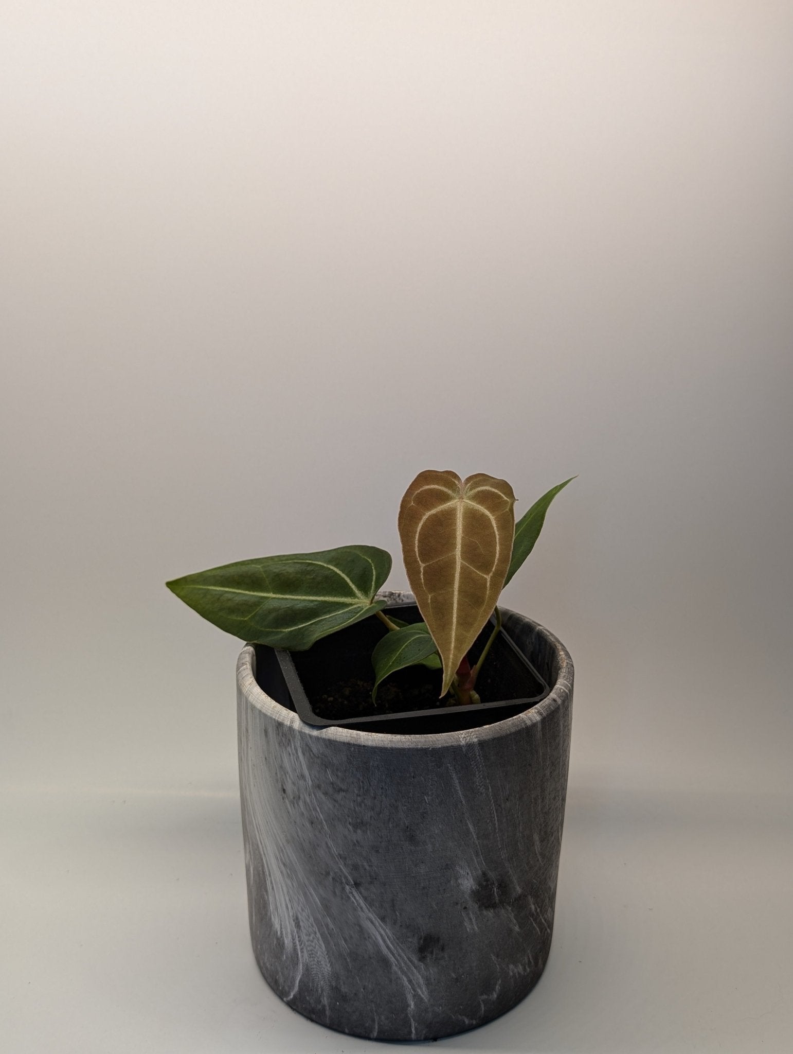 Anthurium (Besseae x Magnificum) x Forgetii - Botanical Rarities