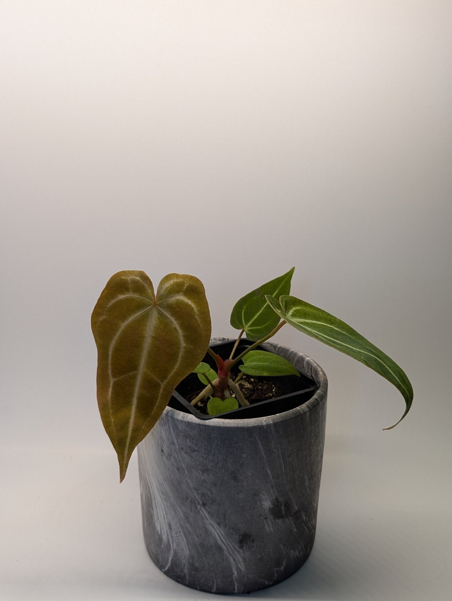 Anthurium (Besseae x Magnificum) x Forgetii - Botanical Rarities