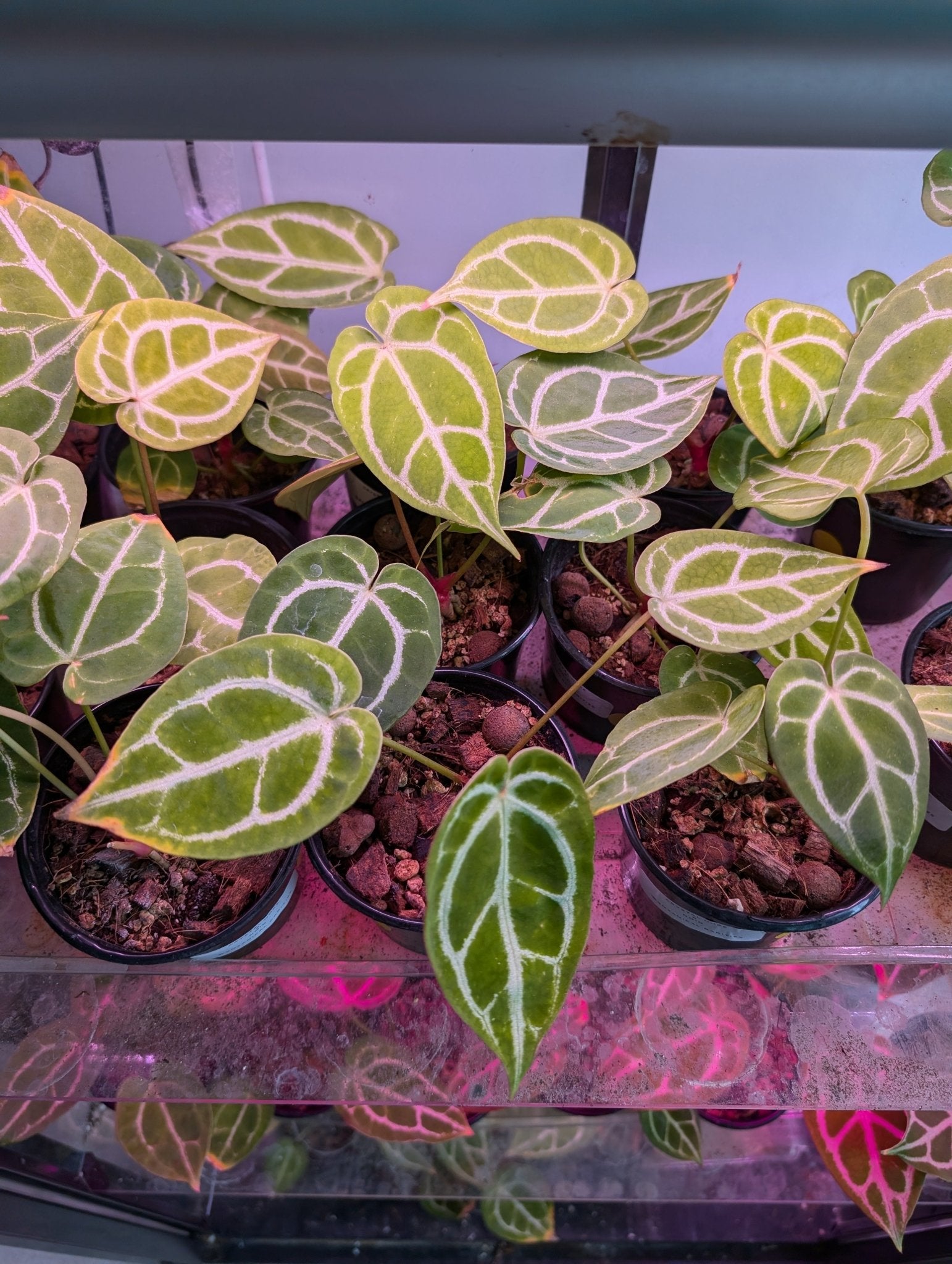 Anthurium Crystal Hope Hybrid - Botanical Rarities