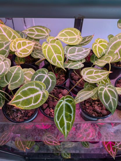 Anthurium Crystal Hope Hybrid - Botanical Rarities