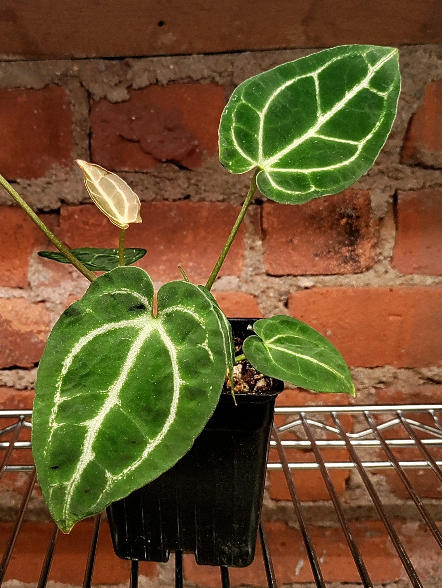 Anthurium Crystal Hope Hybrid - Botanical Rarities