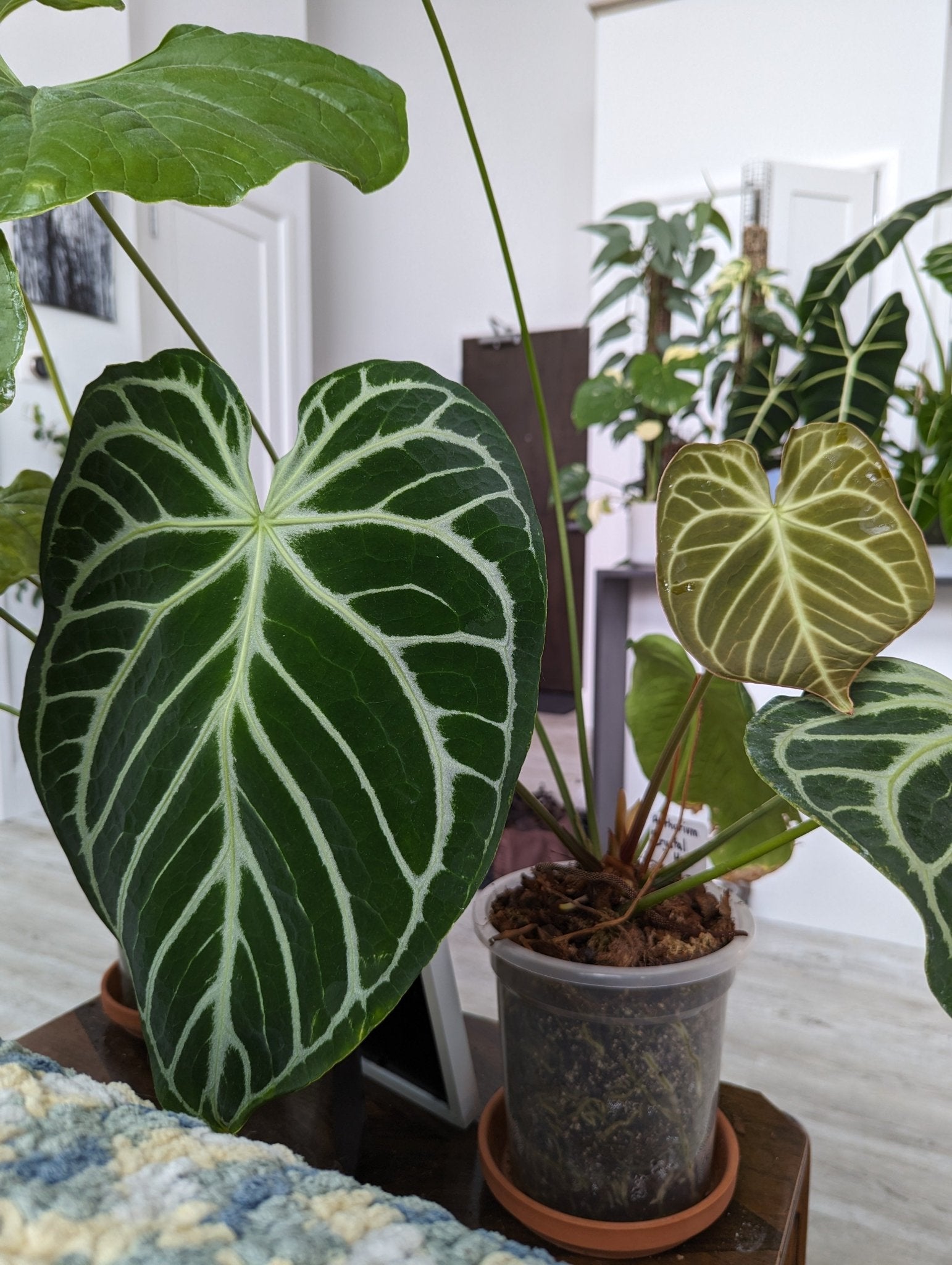 Anthurium Crystal Hope Hybrid - Botanical Rarities
