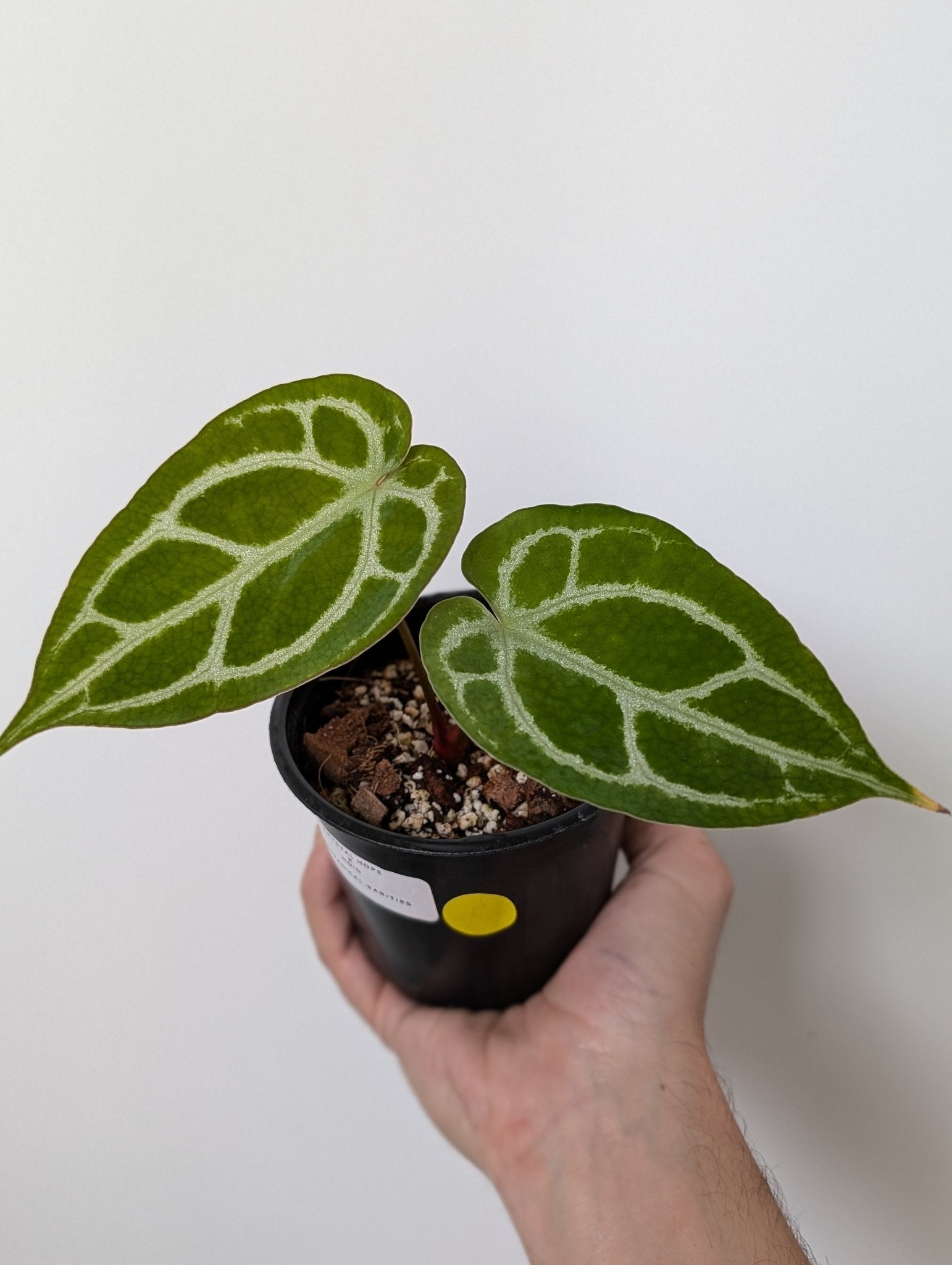 Anthurium Crystal Hope Hybrid - Botanical Rarities