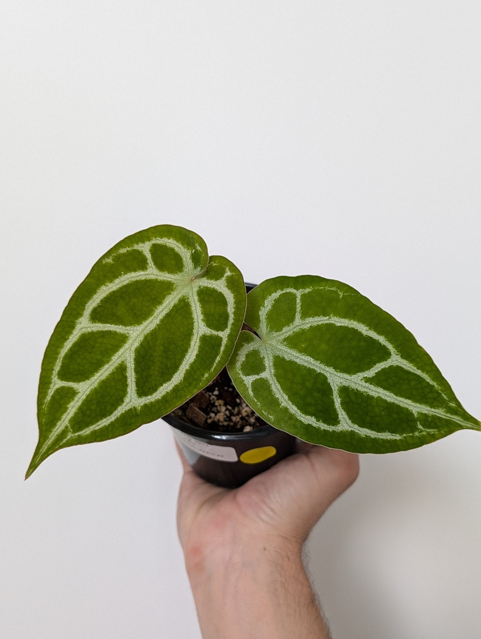 Anthurium Crystal Hope Hybrid - Botanical Rarities