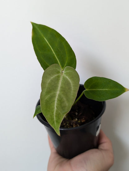 Anthurium Dark Crystallinum Hybrid - Botanical Rarities
