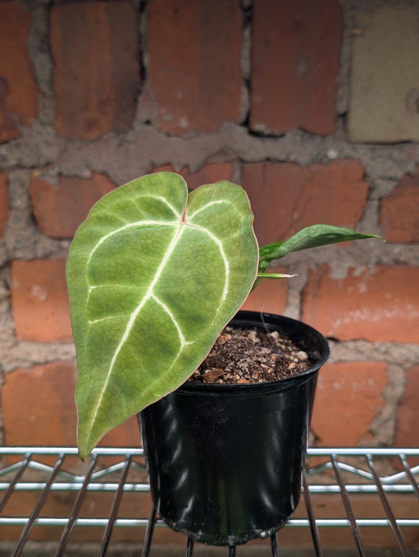 Anthurium Dark Crystallinum Hybrid - Botanical Rarities