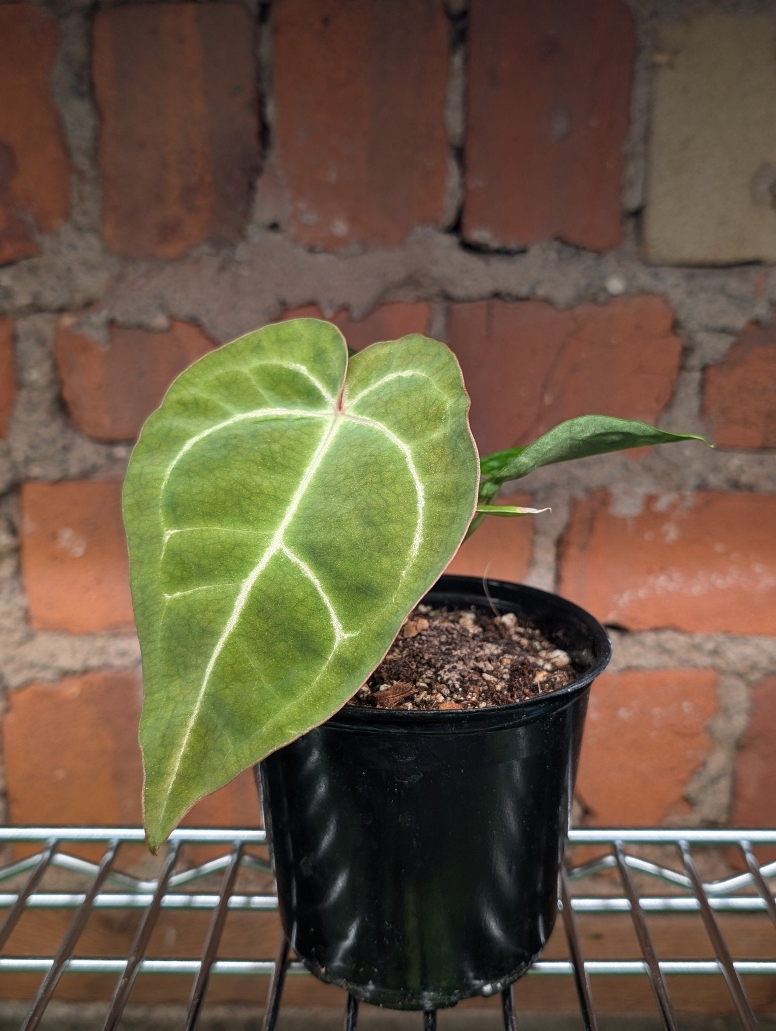Anthurium Dark Crystallinum Hybrid - Botanical Rarities