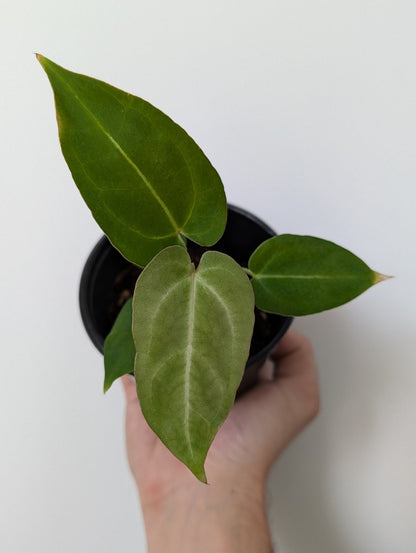 Anthurium Dark Crystallinum Hybrid - Botanical Rarities