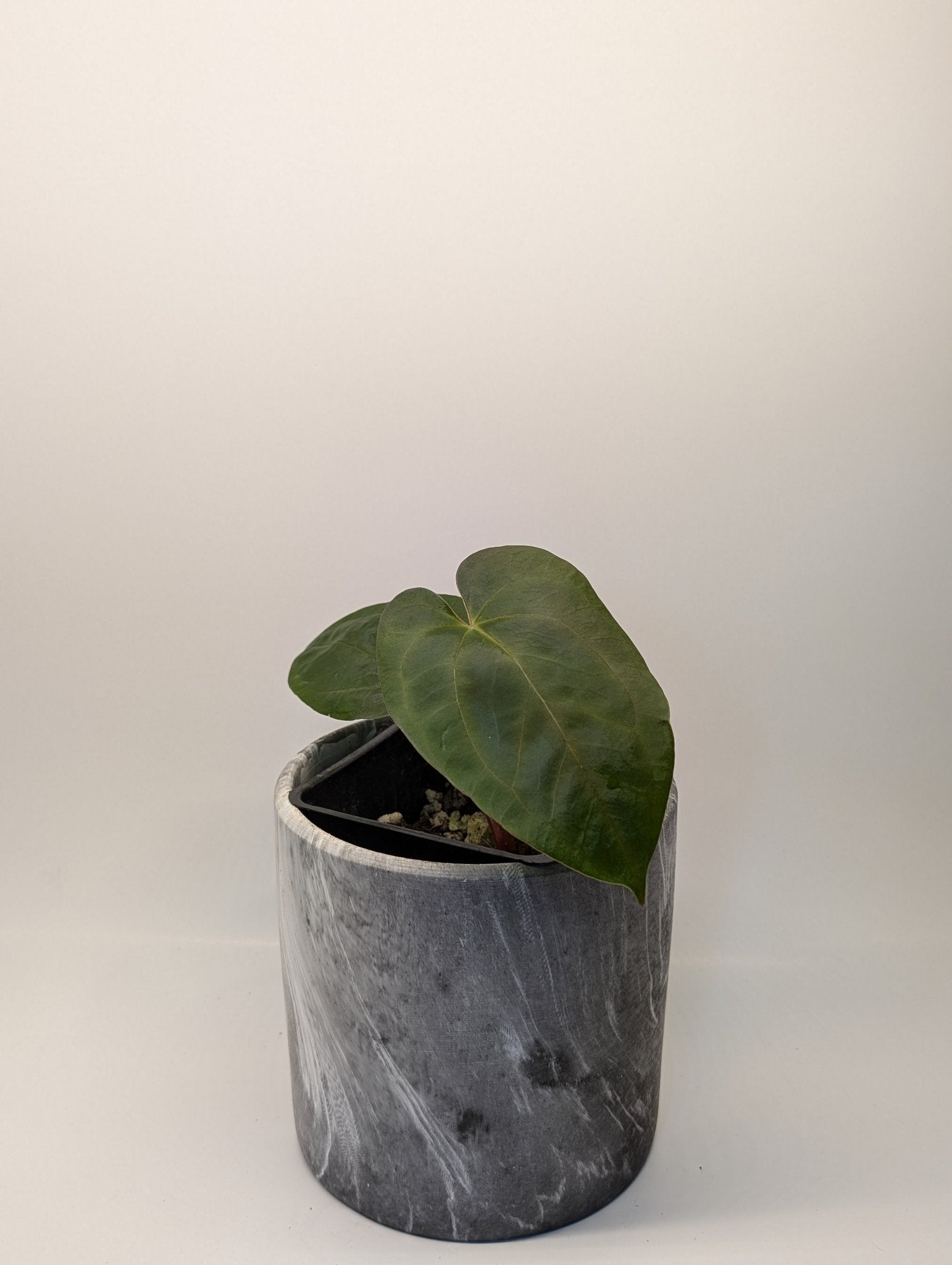 Anthurium (Dark Crystallinum x Papilliamium) x (FSRL x FS S1) - Botanical Rarities