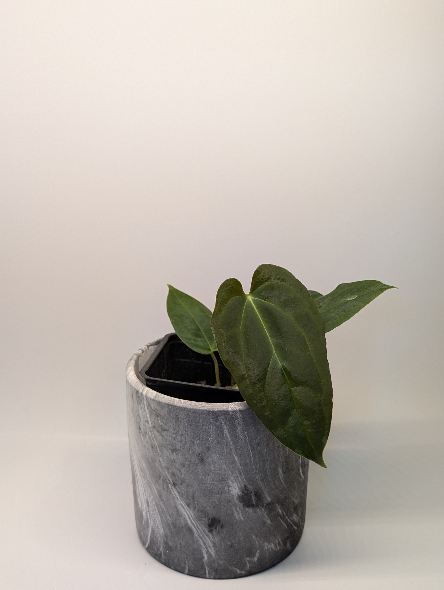 Anthurium (Dark Crystallinum x Papilliamium) x (FSRL x FS S1) - Botanical Rarities