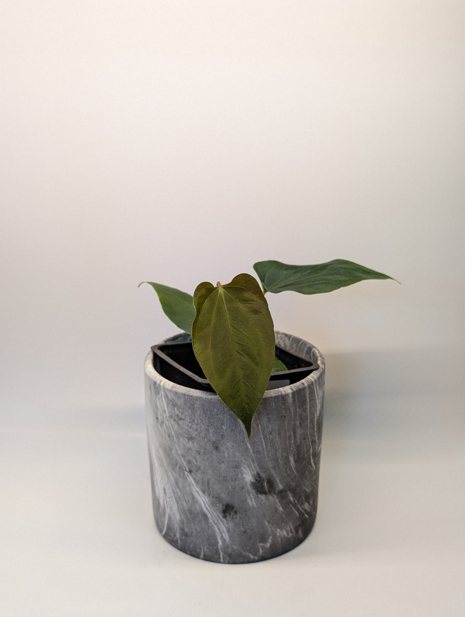 Anthurium (Dark Crystallinum x Papilliamium) x (FSRL x FS S1) - Botanical Rarities