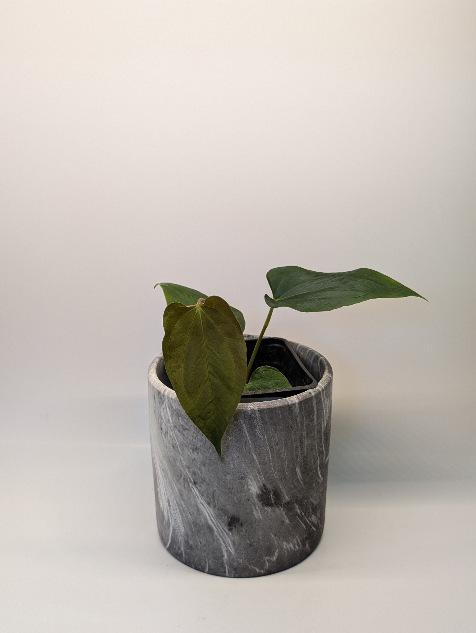 Anthurium (Dark Crystallinum x Papilliamium) x (FSRL x FS S1) - Botanical Rarities