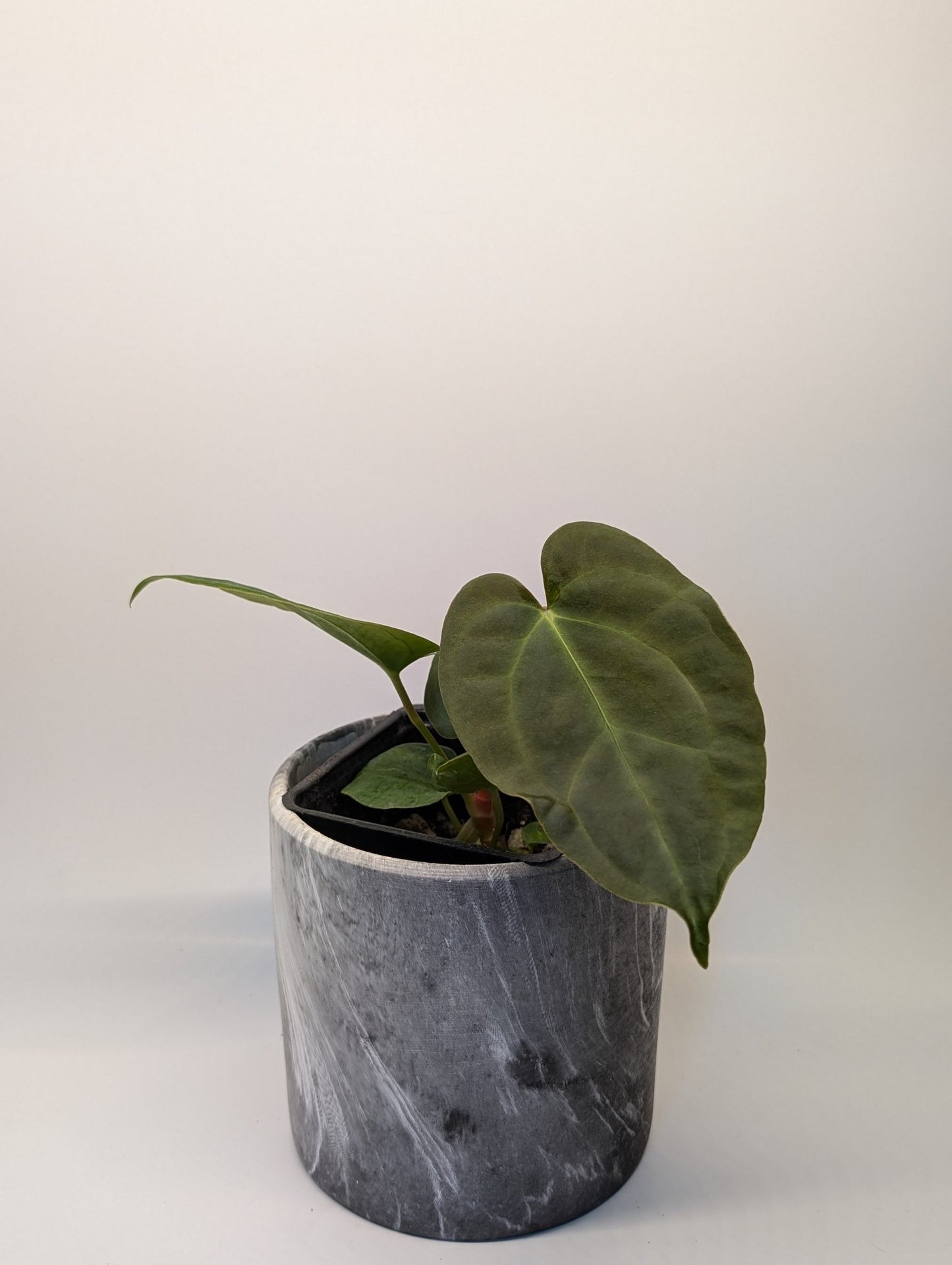 Anthurium (Dark Crystallinum x Papilliamium) x (FSRL x FS S1) - Botanical Rarities