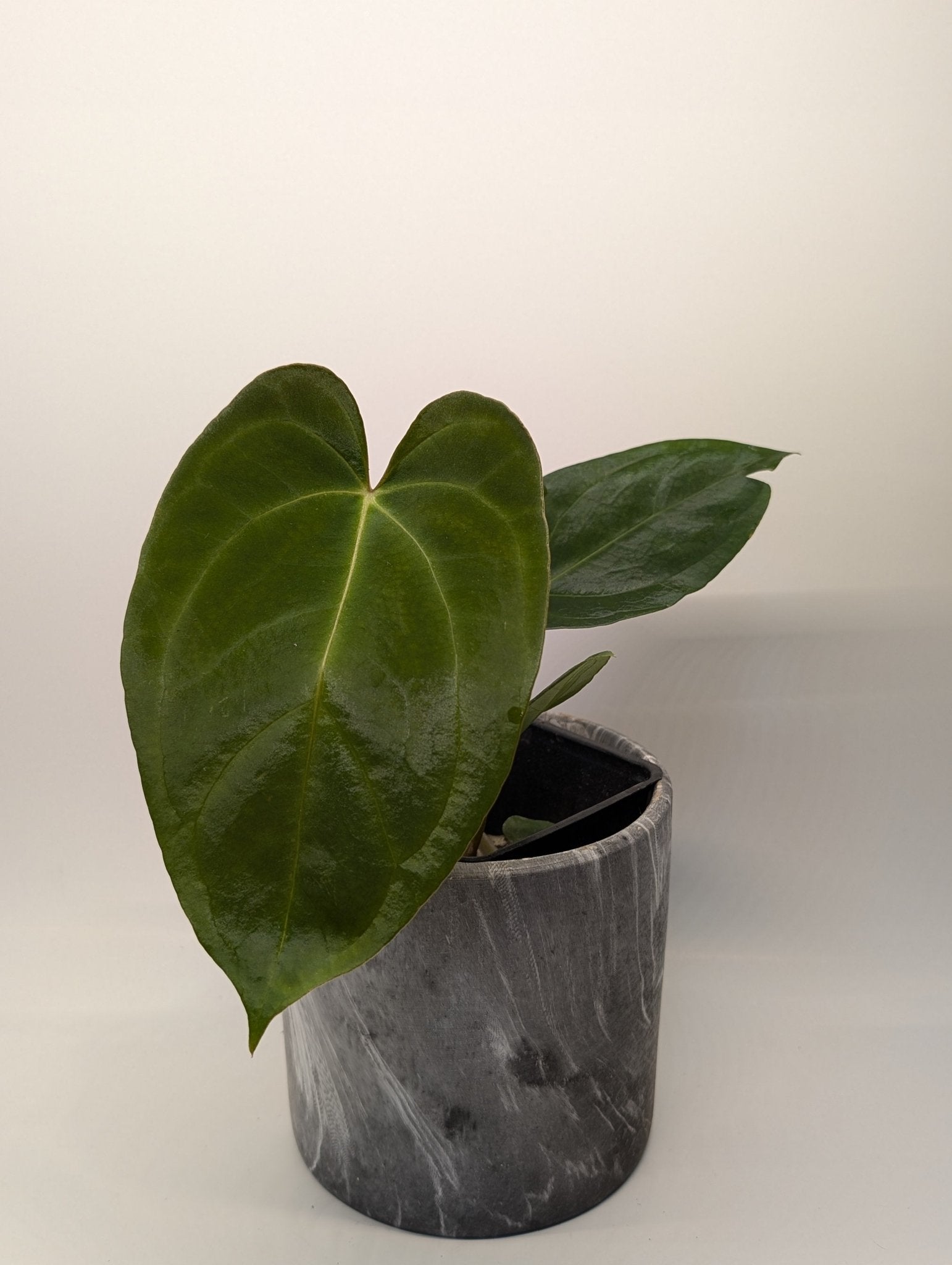 Anthurium (Dark Crystallinum x Papilliamium) x (FSRL x FS S1) - Botanical Rarities