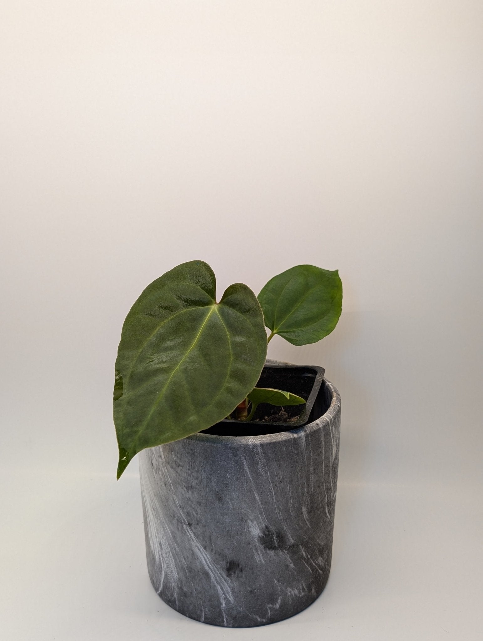 Anthurium (Dark Crystallinum x Papilliamium) x (FSRL x FS S1) - Botanical Rarities