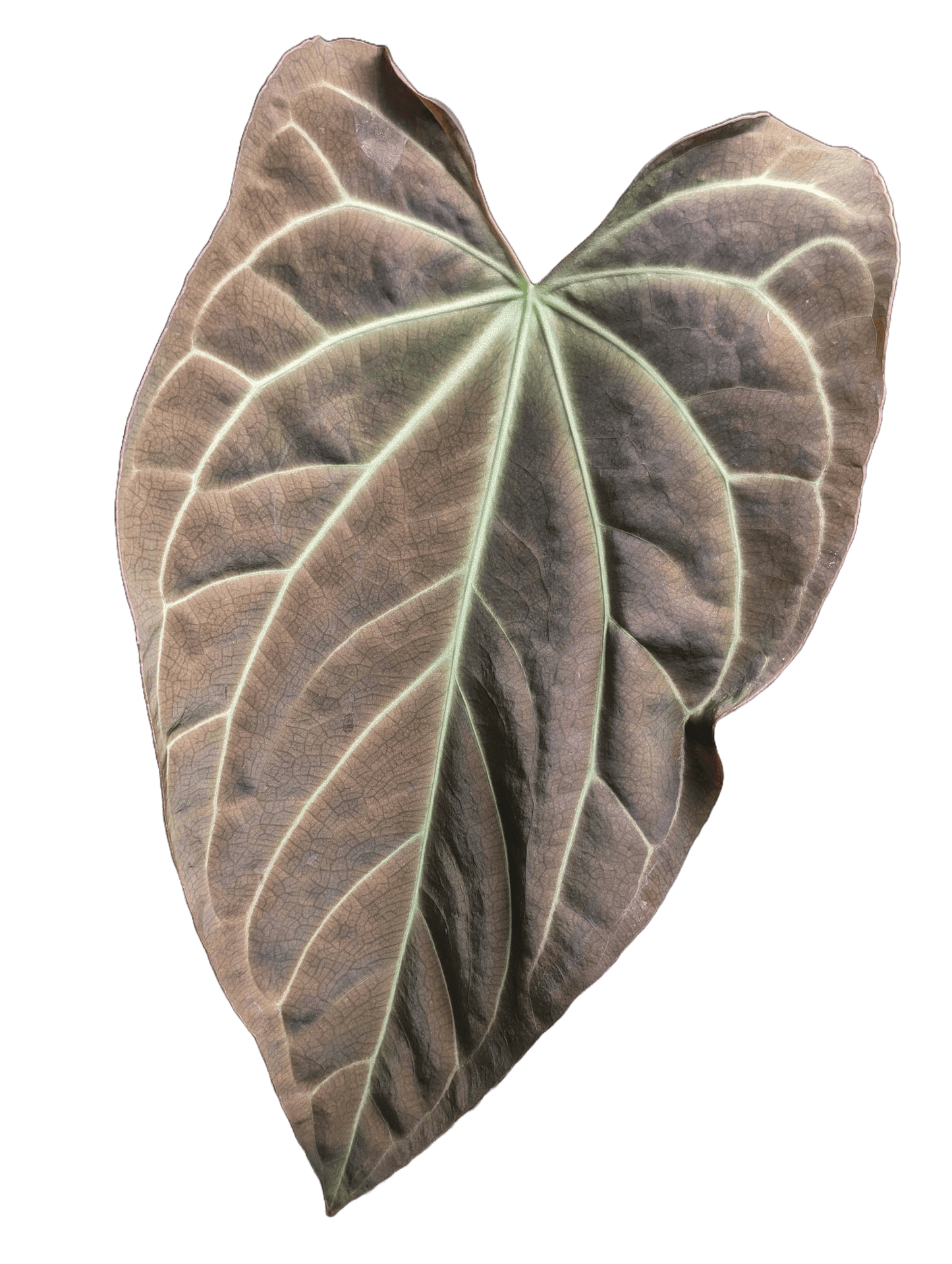 Anthurium (Dark Crystallinum x Papilliamium) x (FSRL x FS S1) - Botanical Rarities