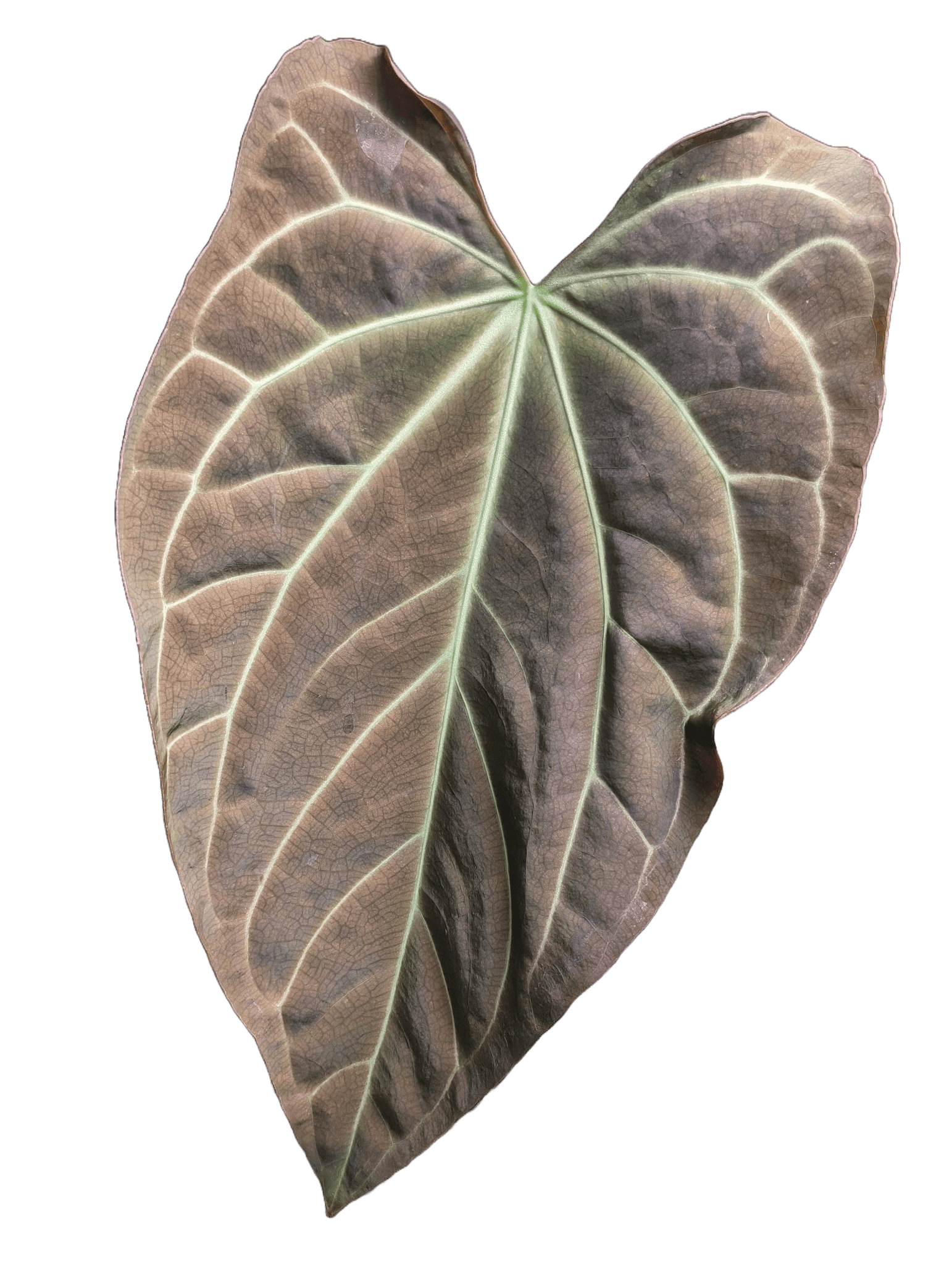 Anthurium (Dark Crystallinum x Papilliamium) x (FSRL x FS S1) - Botanical Rarities