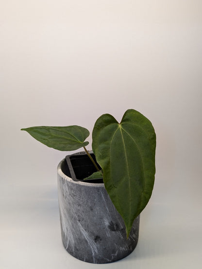 Anthurium (Dark Crystallinum x Papilliamium) x (FSRL x FS S1) - Botanical Rarities