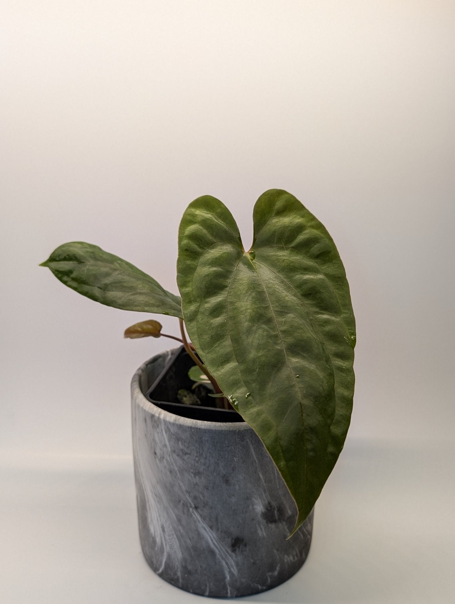 Anthurium (FSRL x FS S1) x (BVEP x Panamama 3.0) - Botanical Rarities