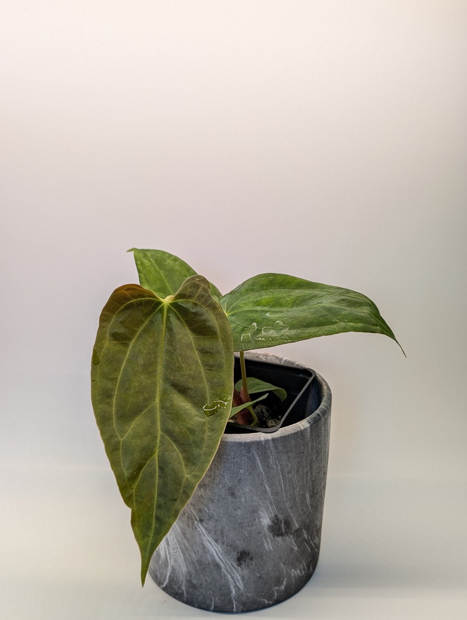 Anthurium (FSRL x FS S1) x (BVEP x Panamama 3.0) - Botanical Rarities