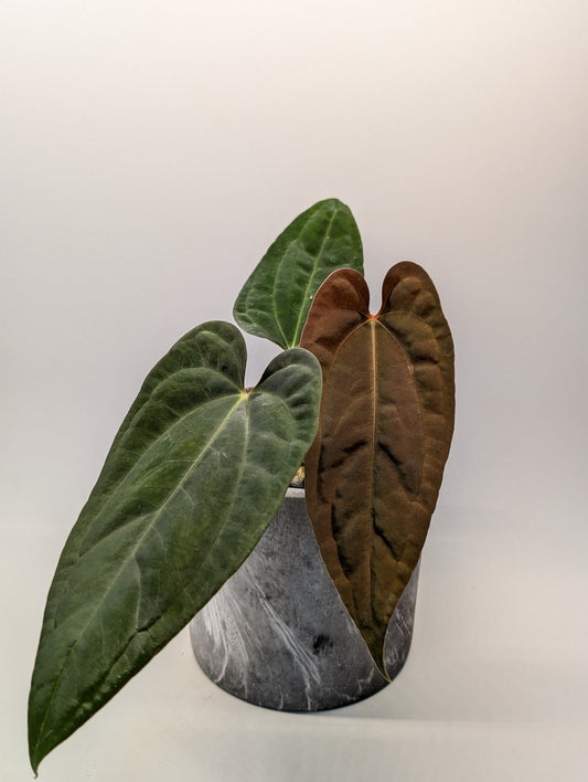 Anthurium (FSRL x FS S1) x (BVEP x Panamama 3.0) - Botanical Rarities
