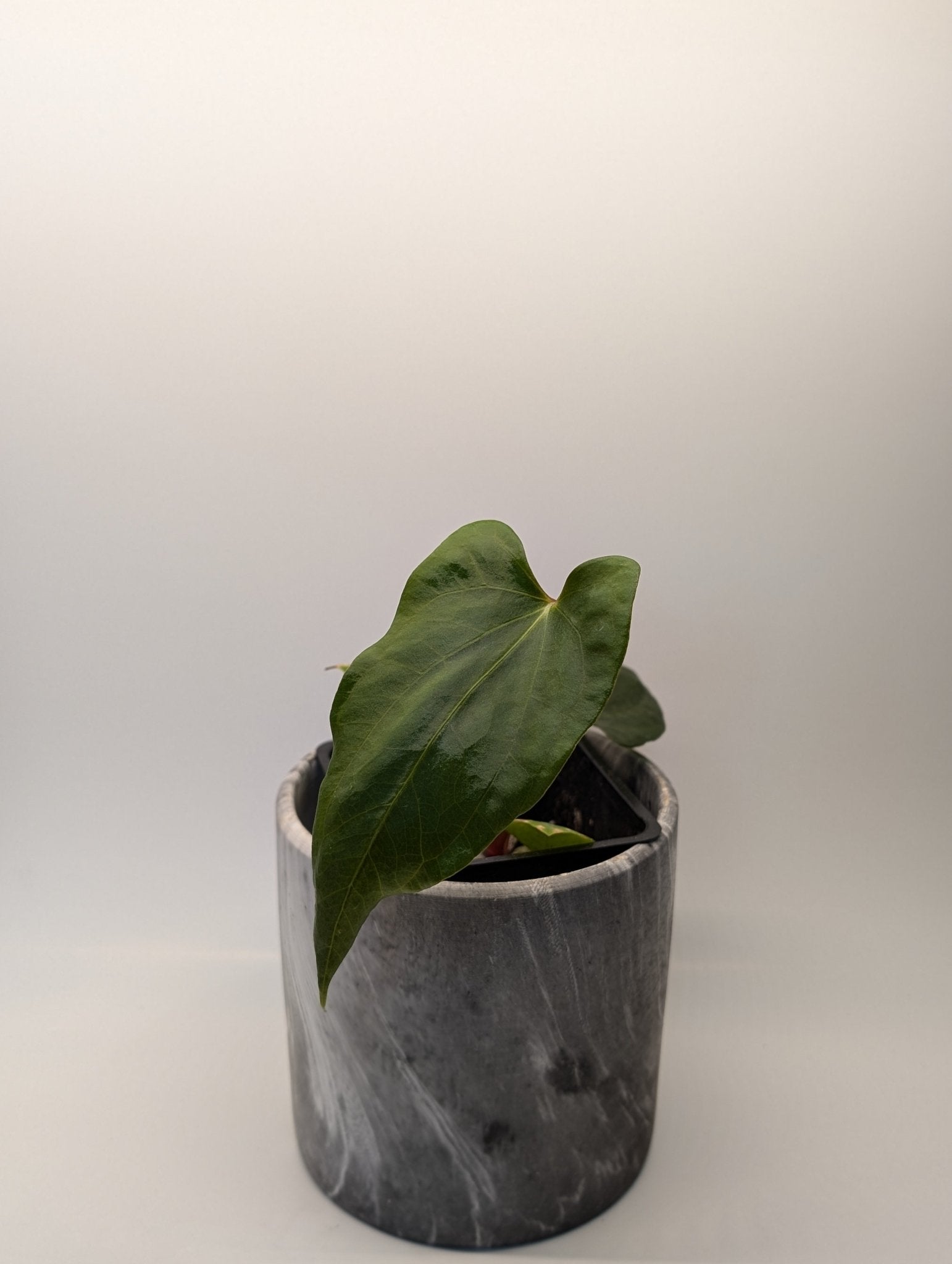 Anthurium (FSRL x FS S1) x (BVEP x Panamama 3.0) - Botanical Rarities