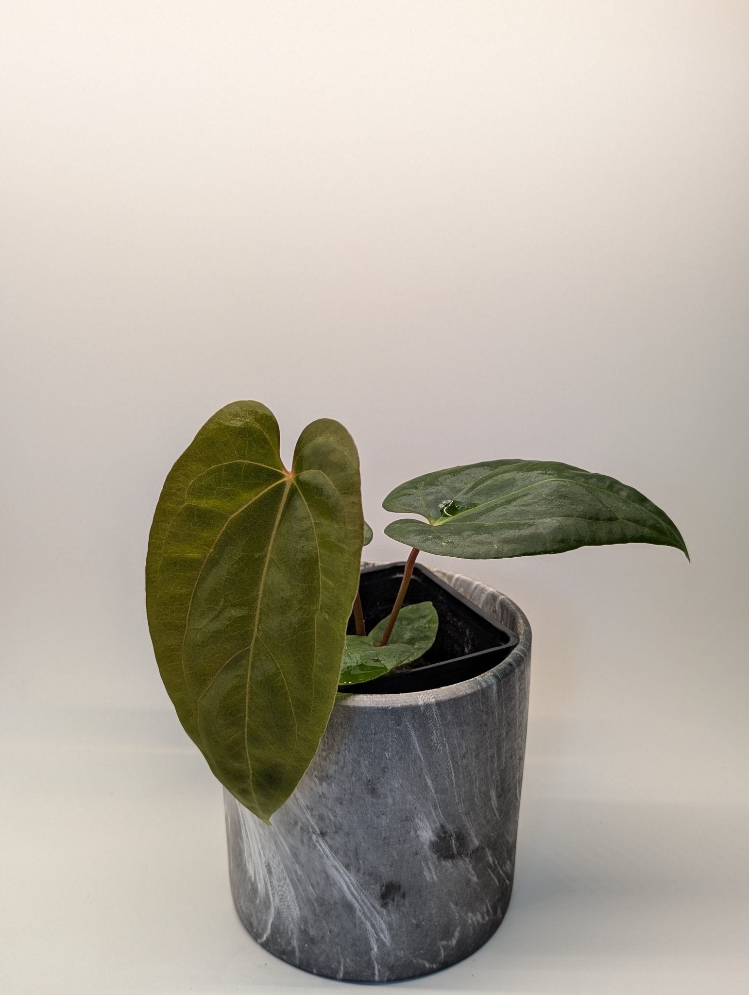 Anthurium (FSRL x FS S1) x (BVEP x Panamama 3.0) - Botanical Rarities