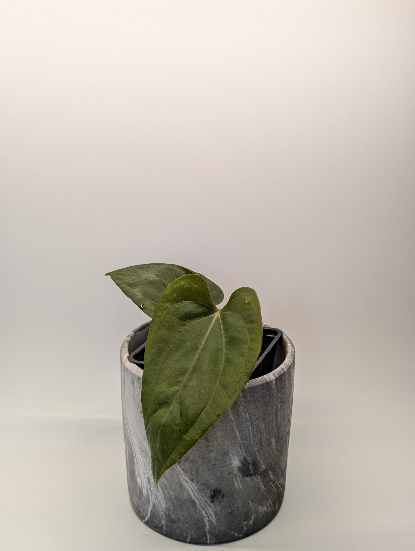 Anthurium (FSRL x FS S1) x (BVEP x Panamama 3.0) - Botanical Rarities