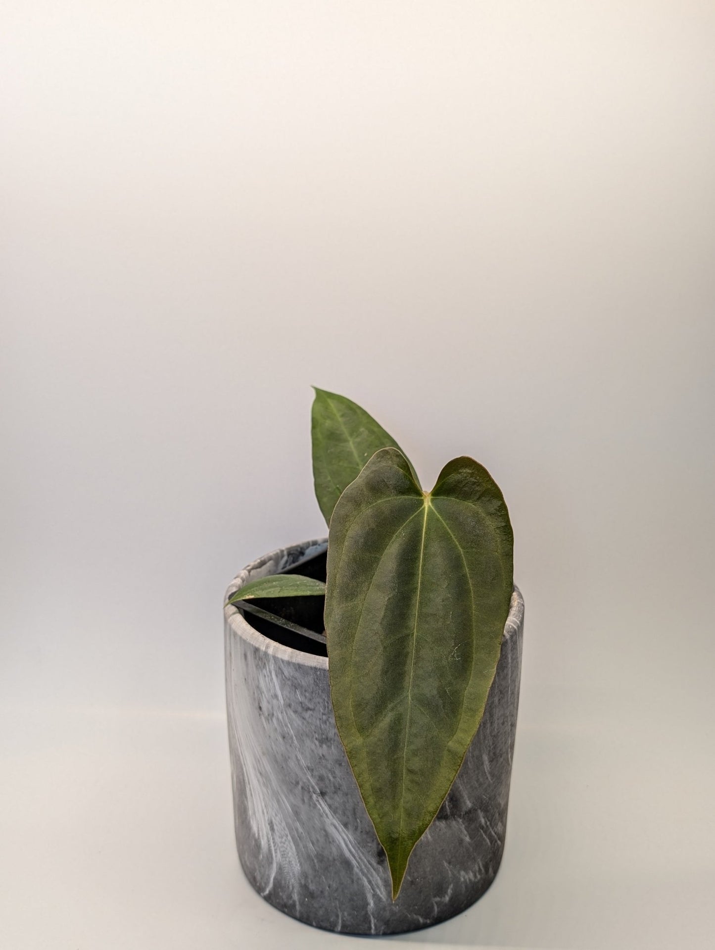 Anthurium (FSRL x FS S1) x (BVEP x Panamama 3.0) - Botanical Rarities