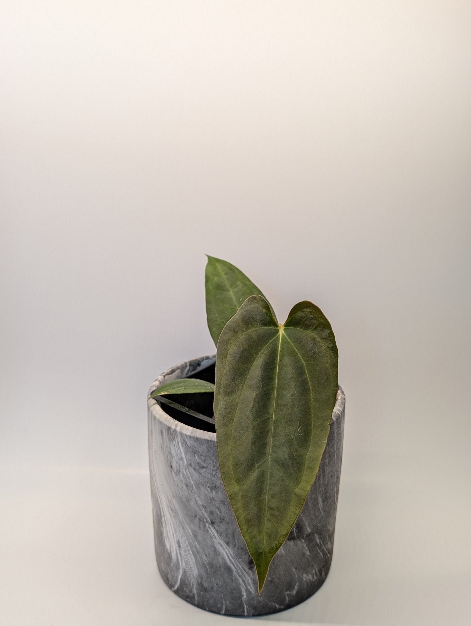 Anthurium (FSRL x FS S1) x (BVEP x Panamama 3.0) - Botanical Rarities