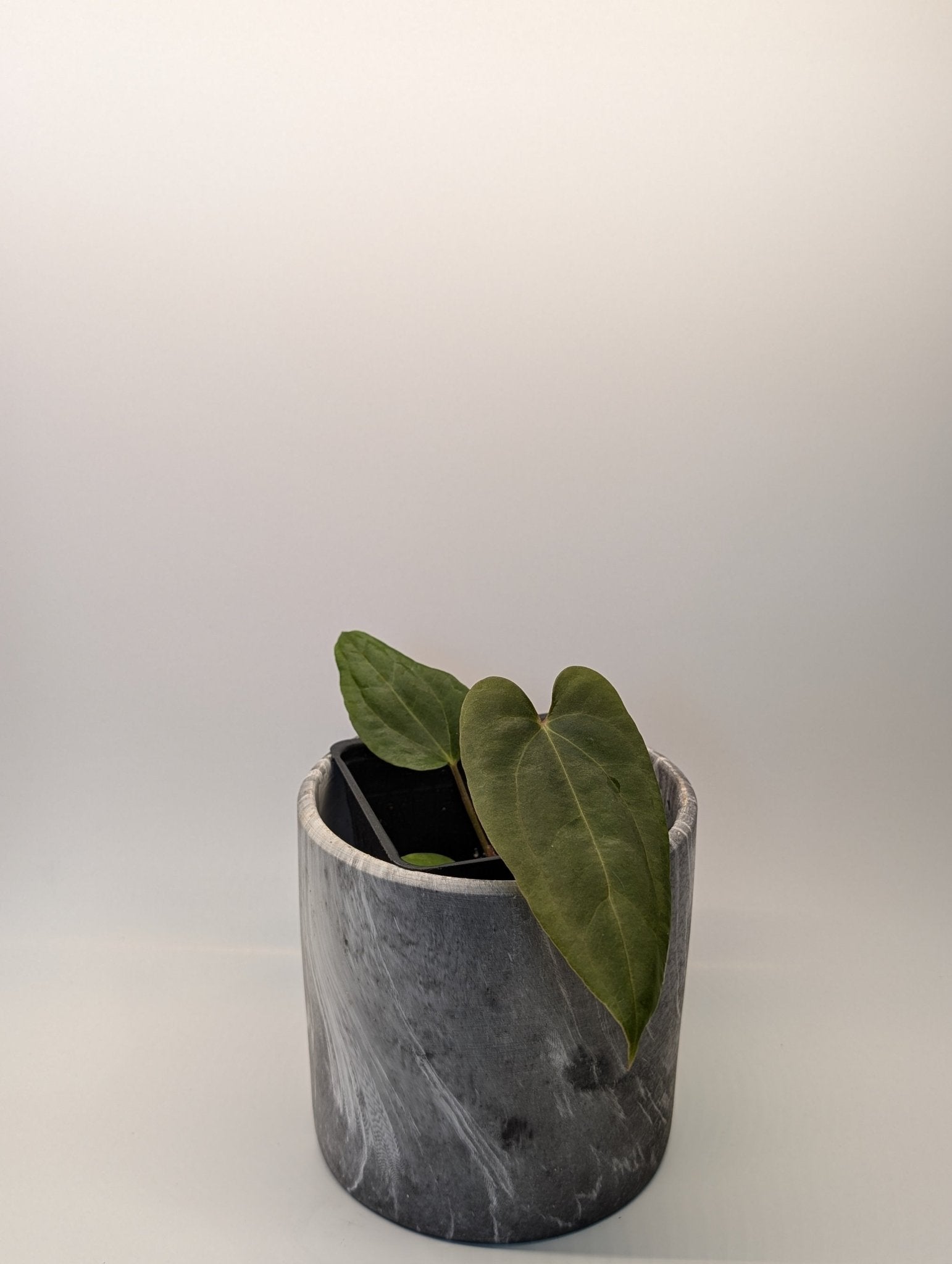 Anthurium (FSRL x FS S1) x (BVEP x Panamama 3.0) - Botanical Rarities