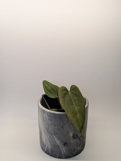 Anthurium (FSRL x FS S1) x (BVEP x Panamama 3.0) - Botanical Rarities