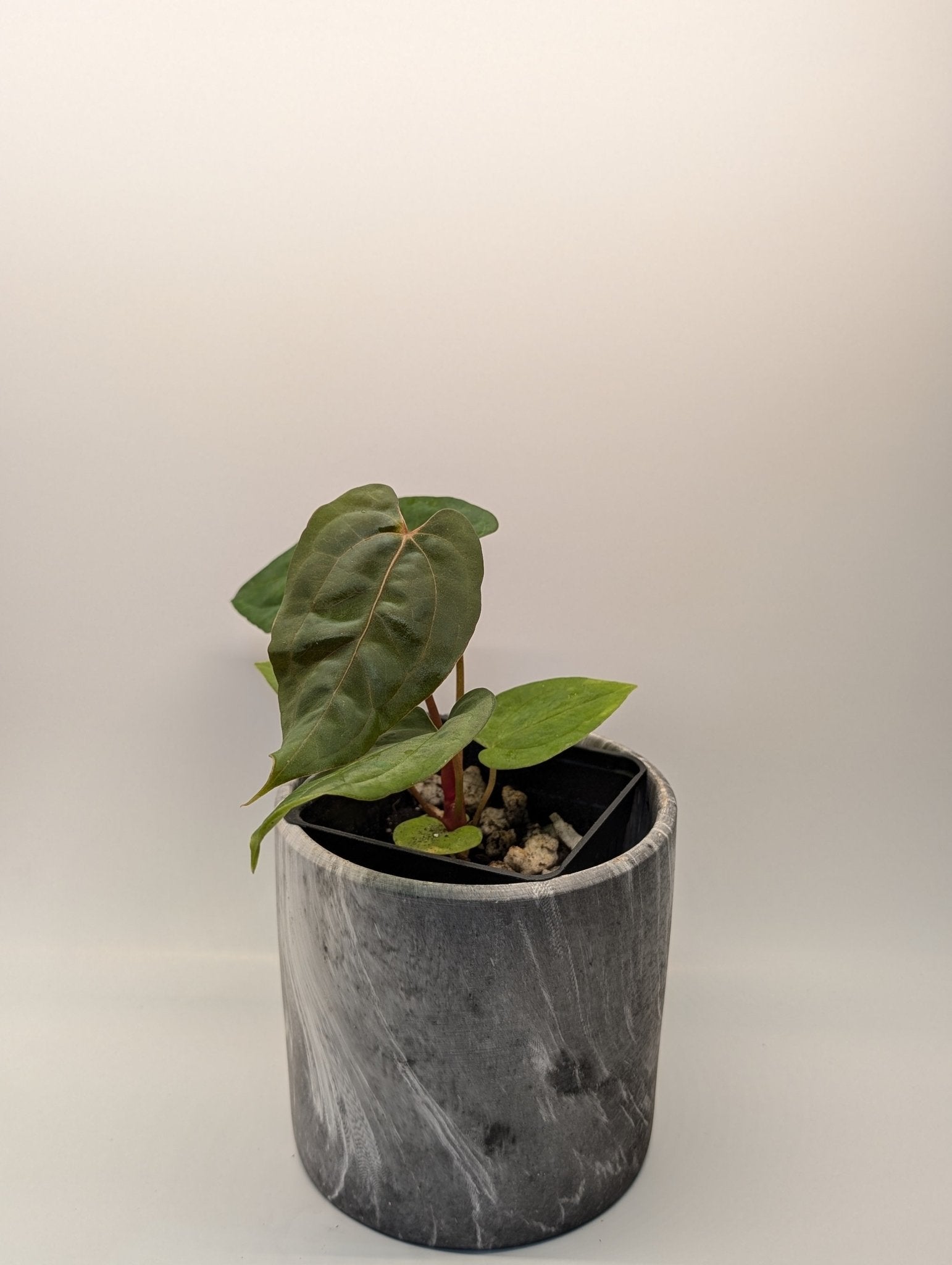 Anthurium (FSRL x FS S1) x (BVEP x Panamama 3.0) - Botanical Rarities