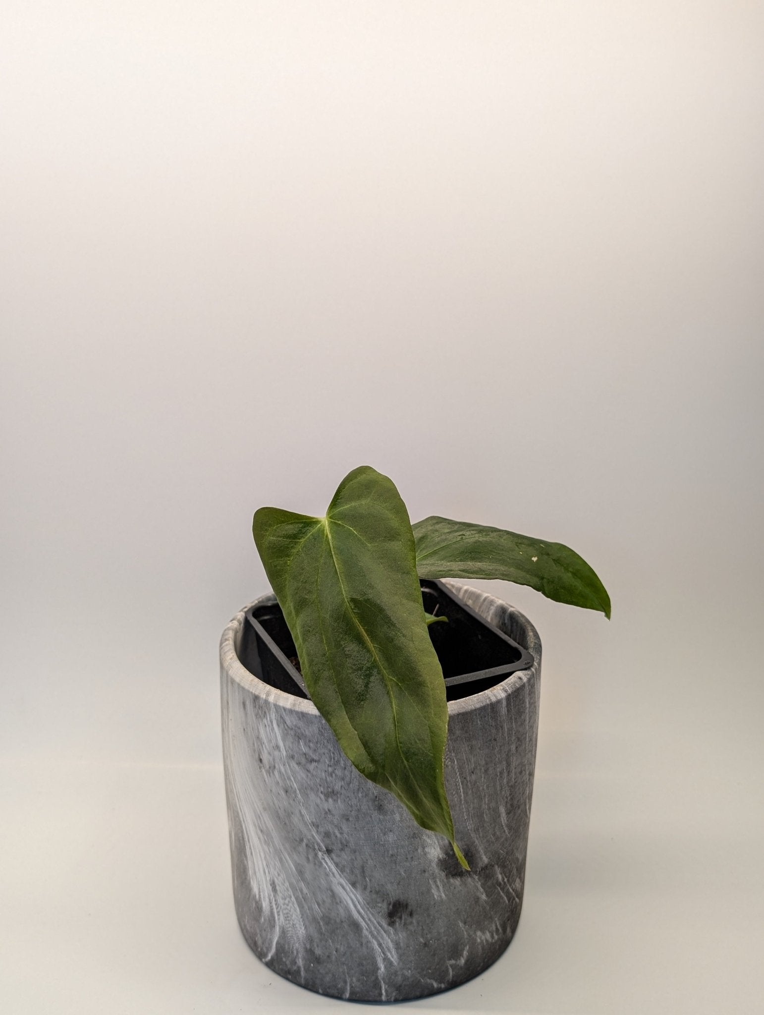 Anthurium (FSRL x FS S1) x (BVEP x Panamama 3.0) - Botanical Rarities