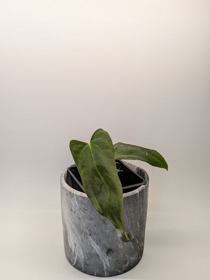 Anthurium (FSRL x FS S1) x (BVEP x Panamama 3.0) - Botanical Rarities