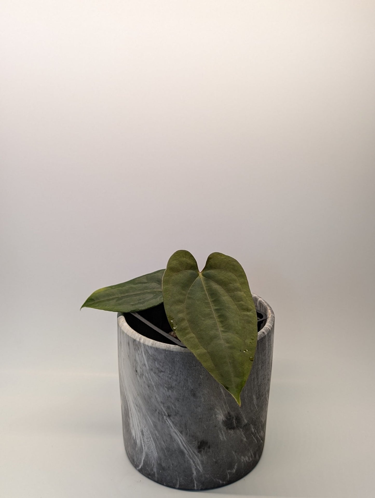 Anthurium (FSRL x FS S1) x (BVEP x Panamama 3.0) - Botanical Rarities